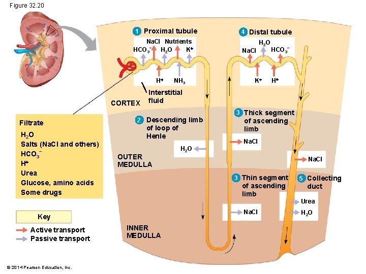 Figure 32. 20 1 Proximal tubule Na. CI Nutrients HCO 3− H 2 O