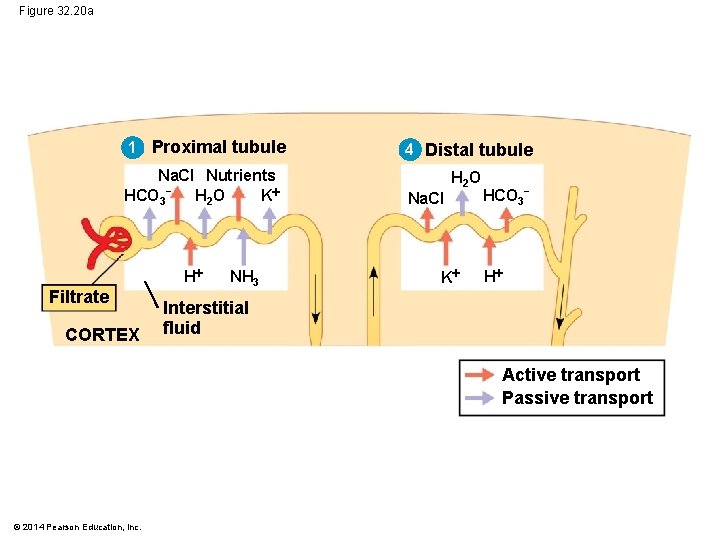 Figure 32. 20 a 1 Proximal tubule Na. CI Nutrients HCO 3− H 2