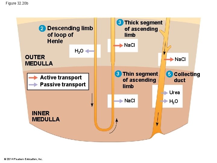 Figure 32. 20 b 2 Descending limb of loop of Henle OUTER MEDULLA 3