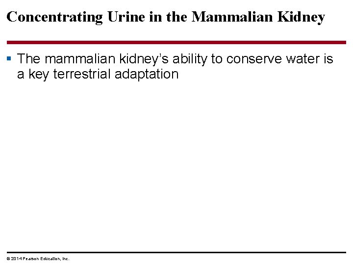 Concentrating Urine in the Mammalian Kidney § The mammalian kidney’s ability to conserve water