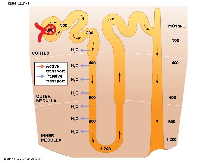 Figure 32. 21 -1 300 m. Osm/L 300 300 CORTEX Active transport Passive transport