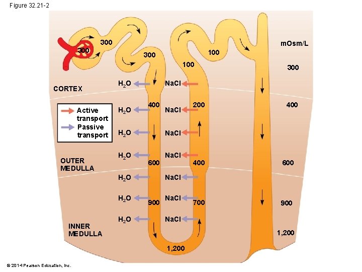 Figure 32. 21 -2 300 m. Osm/L 300 100 CORTEX Active transport Passive transport