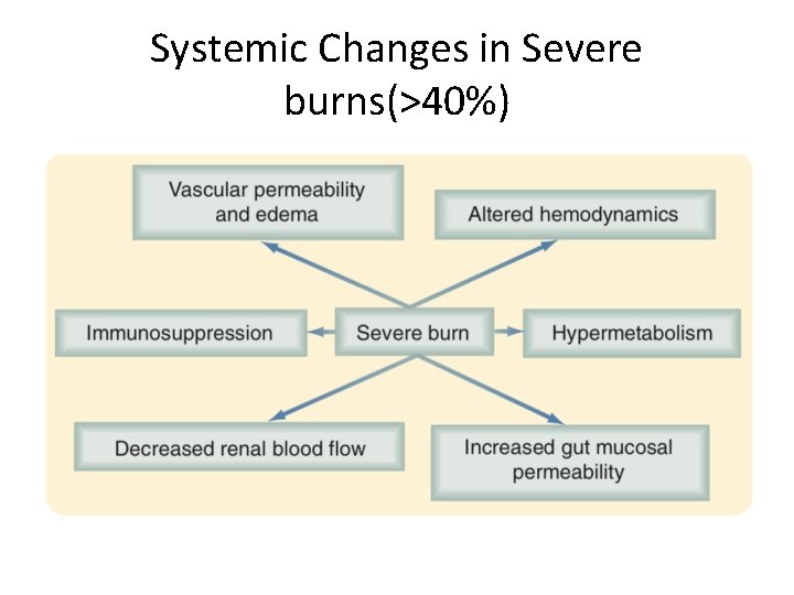 Systemic Changes in Severe burns(>40%) 