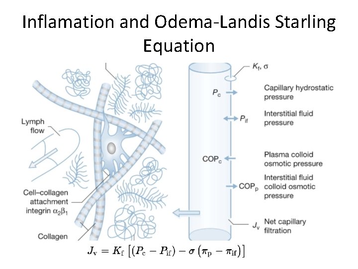 Inflamation and Odema-Landis Starling Equation 
