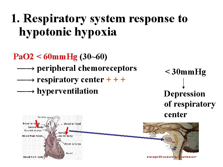 1. Respiratory system response to hypotonic hypoxia Pa. O 2 < 60 mm. Hg