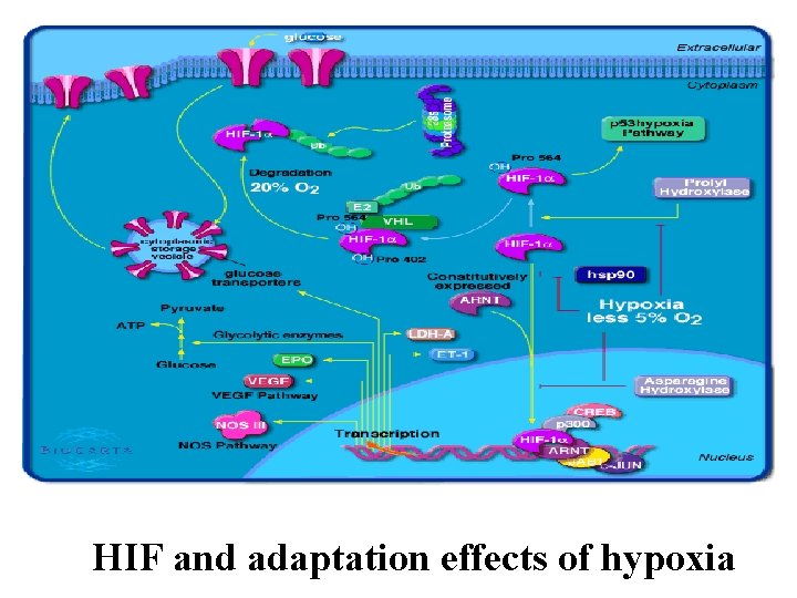 HIF and adaptation effects of hypoxia 