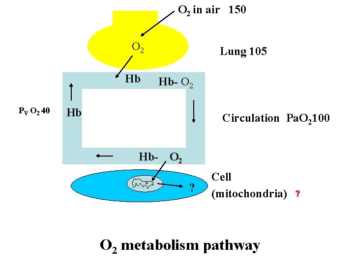 O 2 in air 150 O 2 Hb PV O 2 40 Hb Lung