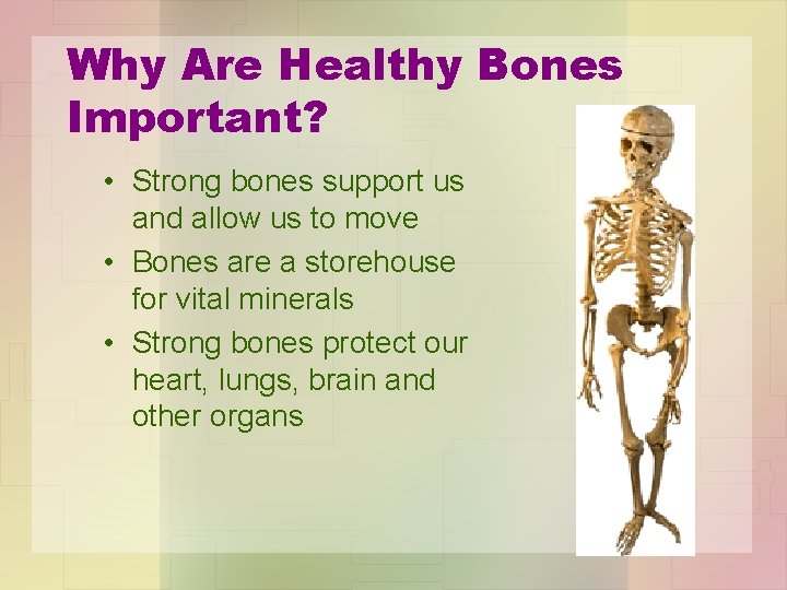 Why Are Healthy Bones Important? • Strong bones support us and allow us to