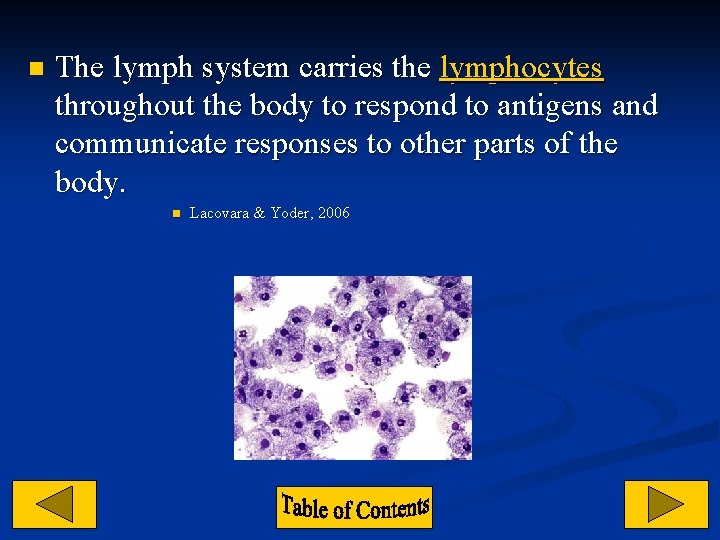 n The lymph system carries the lymphocytes throughout the body to respond to antigens