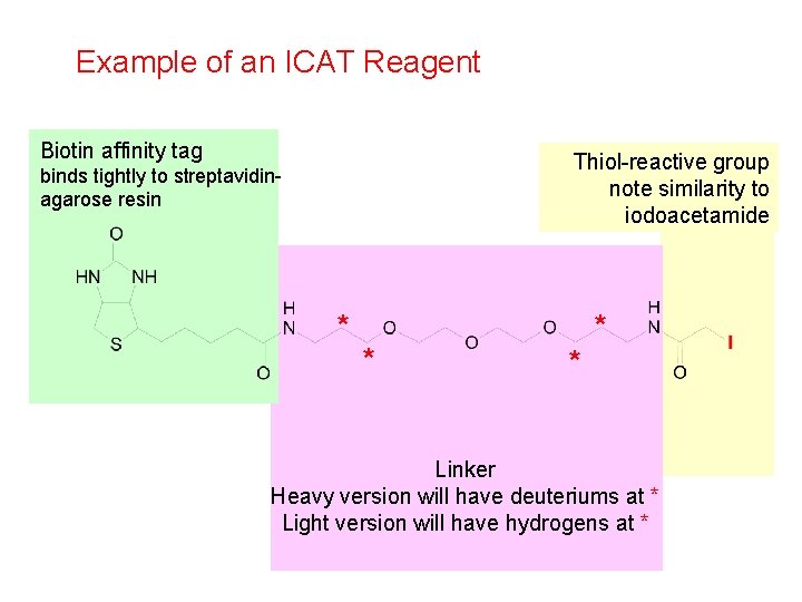 Example of an ICAT Reagent Biotin affinity tag Thiol-reactive group note similarity to iodoacetamide