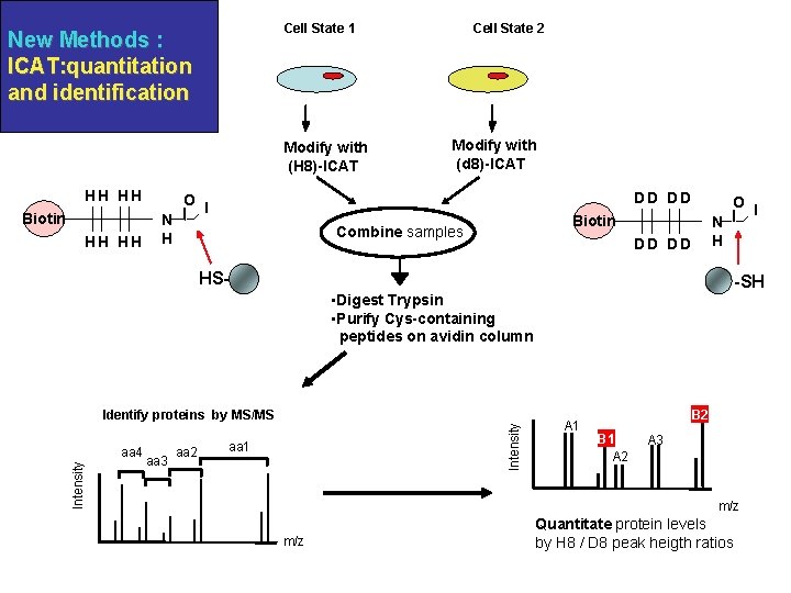 Cell State 1 New Methods : ICAT: quantitation and identification Modify with (H 8)-ICAT