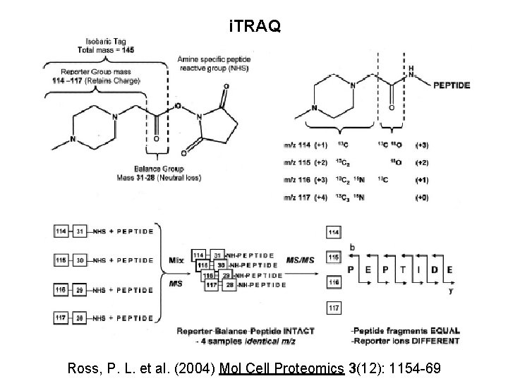 i. TRAQ Ross, P. L. et al. (2004) Mol Cell Proteomics 3(12): 1154 -69