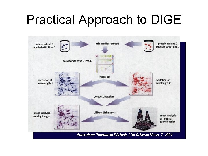 Practical Approach to DIGE Amersham Pharmacia Biotech, Life Science News, 7, 2001 