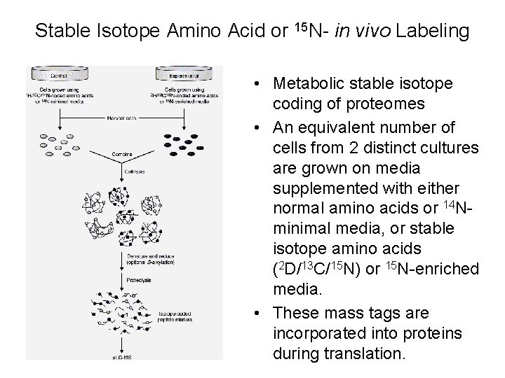 Stable Isotope Amino Acid or 15 N- in vivo Labeling • Metabolic stable isotope
