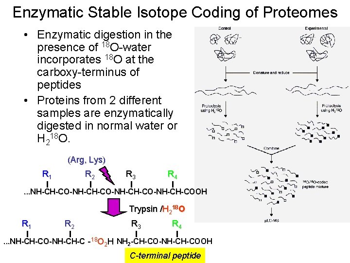 Enzymatic Stable Isotope Coding of Proteomes • Enzymatic digestion in the presence of 18