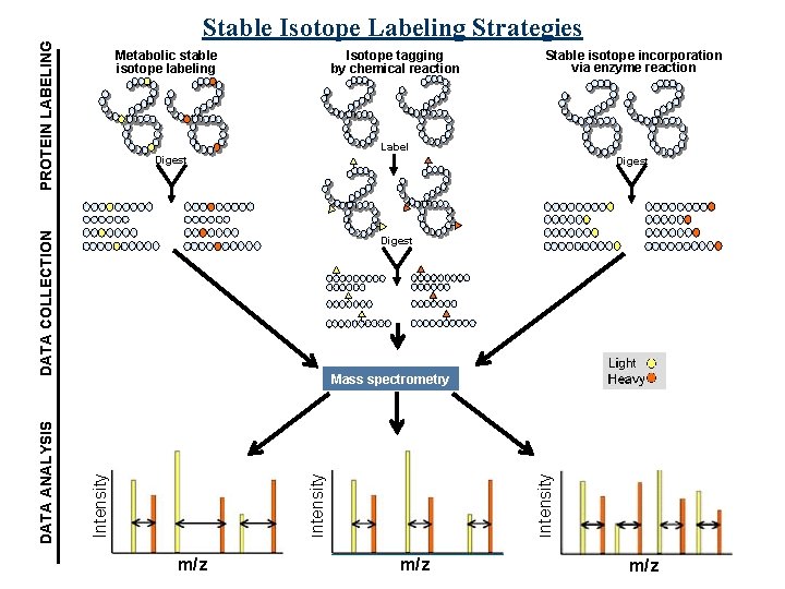 PROTEIN LABELING Stable Isotope Labeling Strategies Metabolic stable isotope labeling Isotope tagging by chemical