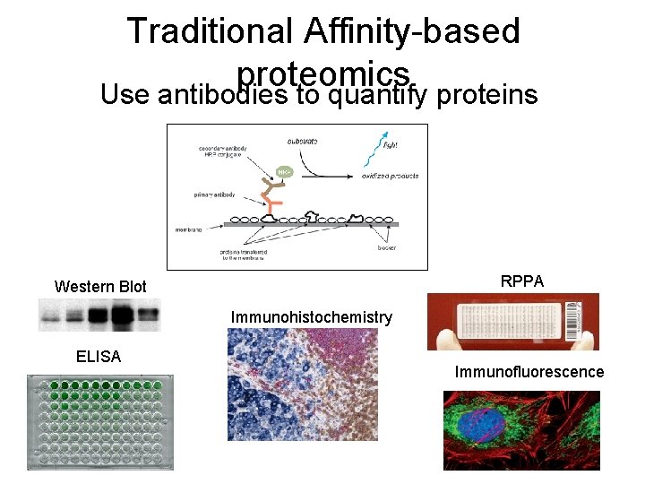 Traditional Affinity-based proteomics Use antibodies to quantify proteins RPPA Western Blot Immunohistochemistry ELISA Immunofluorescence