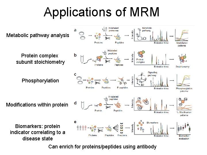 Applications of MRM Metabolic pathway analysis Protein complex subunit stoichiometry Phosphorylation Modifications within protein