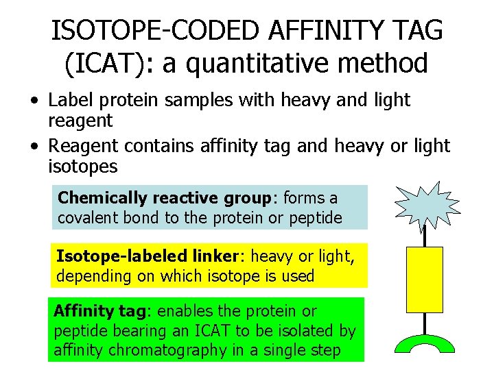 ISOTOPE-CODED AFFINITY TAG (ICAT): a quantitative method • Label protein samples with heavy and