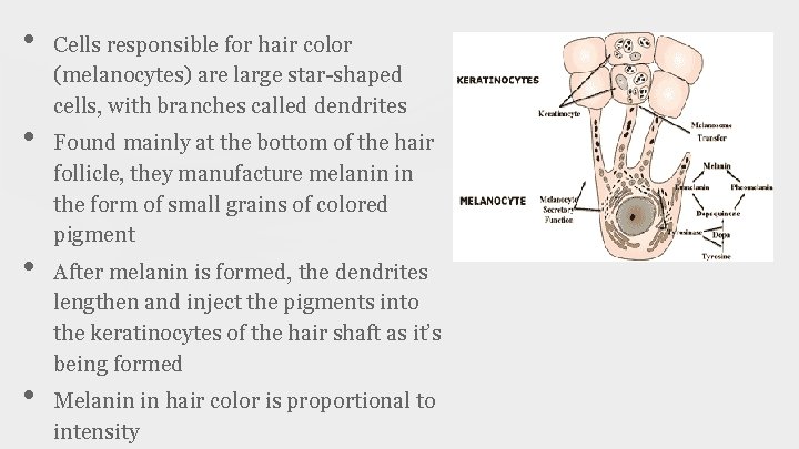  • • Cells responsible for hair color (melanocytes) are large star-shaped cells, with
