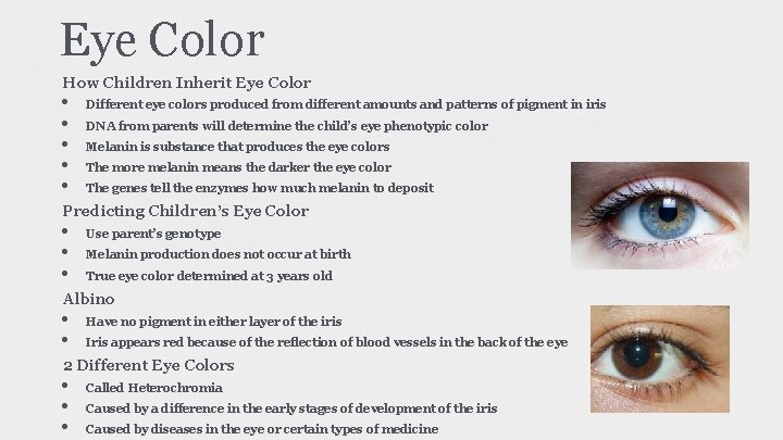 Eye Color How Children Inherit Eye Color • • • Different eye colors produced