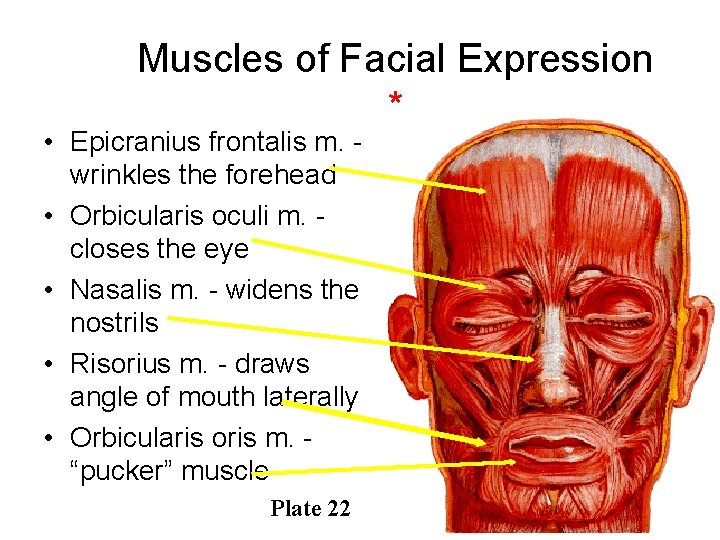 Muscles of Facial Expression * • Epicranius frontalis m. wrinkles the forehead • Orbicularis