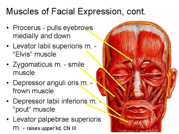 Muscles of Facial Expression, cont. • Procerus - pulls eyebrows medially and down •