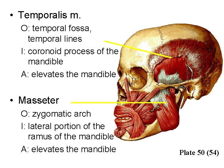  • Temporalis m. O: temporal fossa, temporal lines I: coronoid process of the