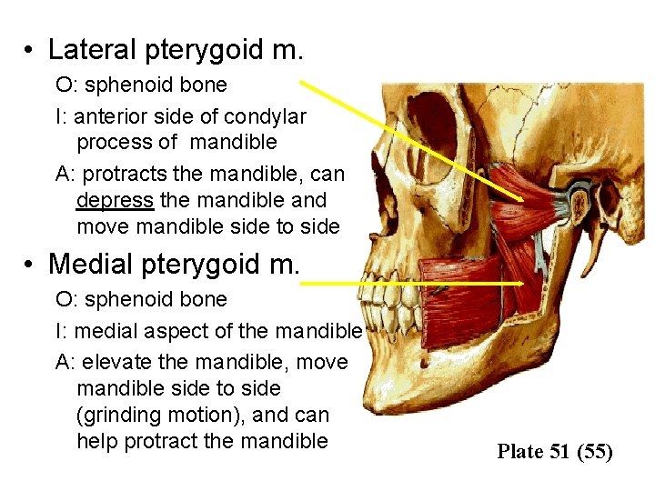  • Lateral pterygoid m. O: sphenoid bone I: anterior side of condylar process