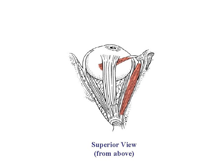 Superior Orbital Oblique m. Lateral Medial Superior View (from above) 