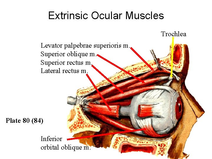 Extrinsic Ocular Muscles Trochlea Levator palpebrae superioris m. Superior oblique m. Superior rectus m.