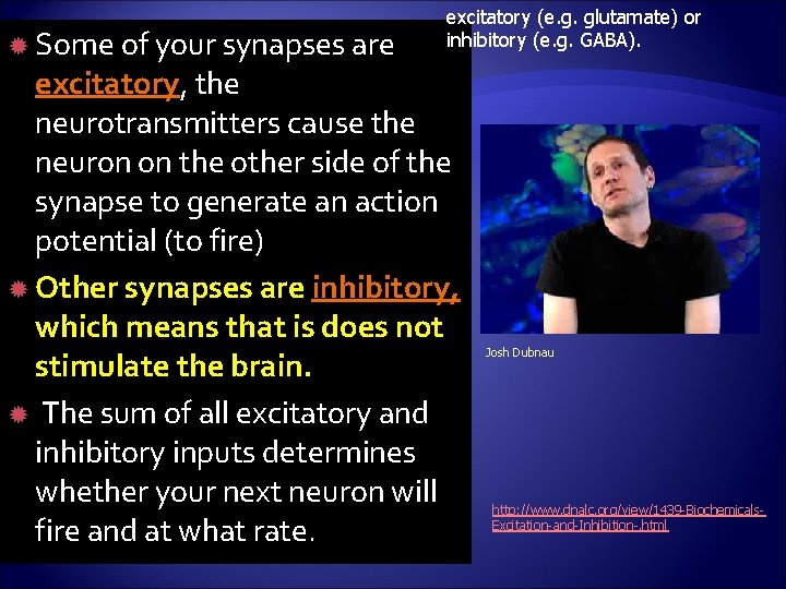  Some of your synapses are excitatory (e. g. glutamate) or inhibitory (e. g.