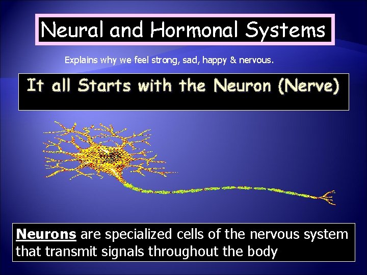 Neural and Hormonal Systems Explains why we feel strong, sad, happy & nervous. It