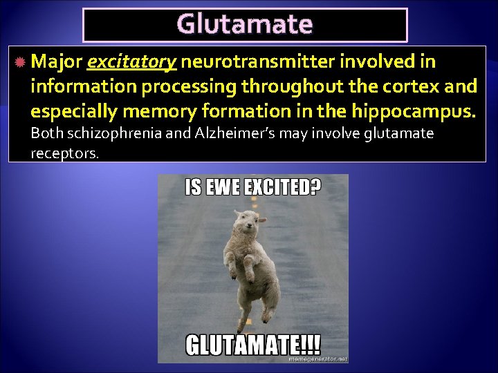 Glutamate Major excitatory neurotransmitter involved in information processing throughout the cortex and especially memory
