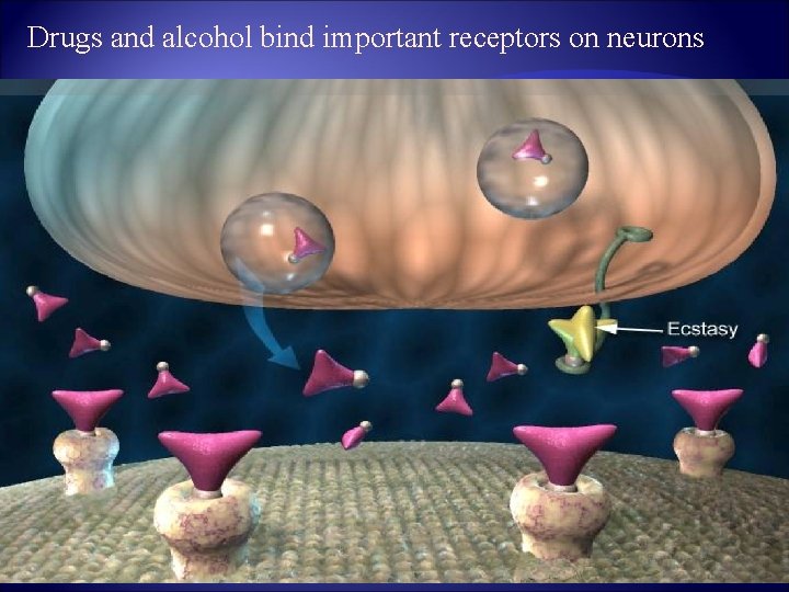 Drugs and alcohol bind important receptors on neurons 
