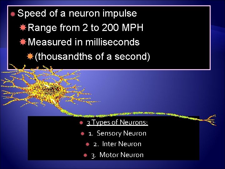  Speed of a neuron impulse Range from 2 to 200 MPH Measured in