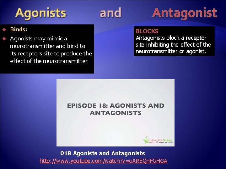 Agonists Binds: Agonists may mimic a neurotransmitter and bind to its receptors site to