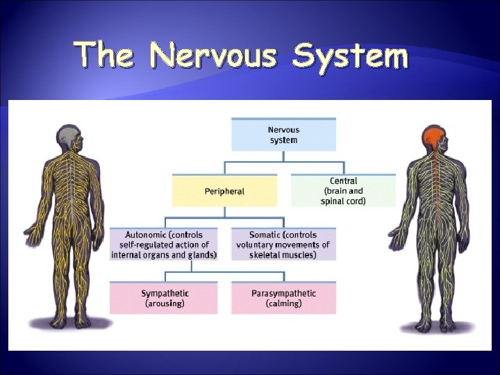 The Nervous System 
