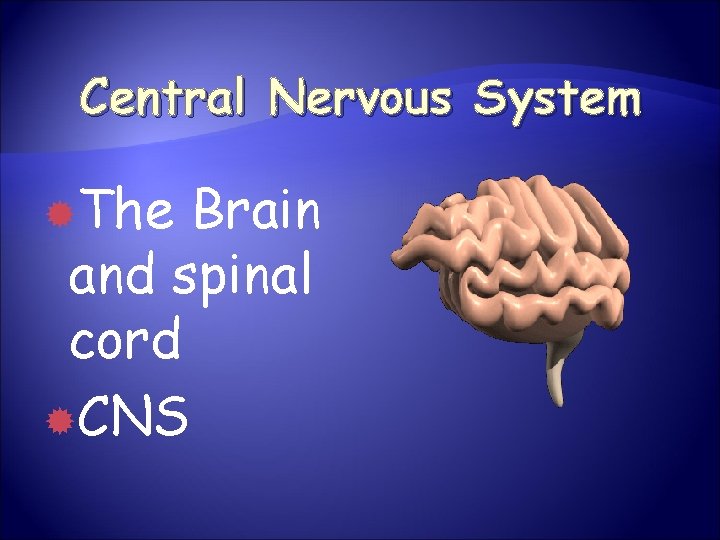 Central Nervous System The Brain and spinal cord CNS 
