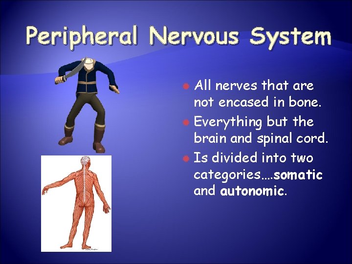 Peripheral Nervous System All nerves that are not encased in bone. Everything but the