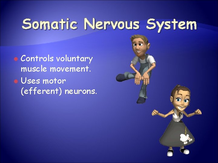 Somatic Nervous System Controls voluntary muscle movement. Uses motor (efferent) neurons. 