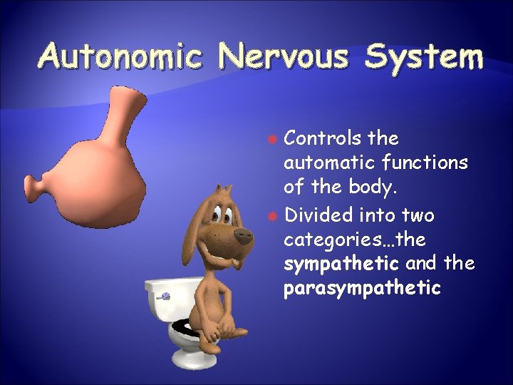 Autonomic Nervous System Controls the automatic functions of the body. Divided into two categories…the