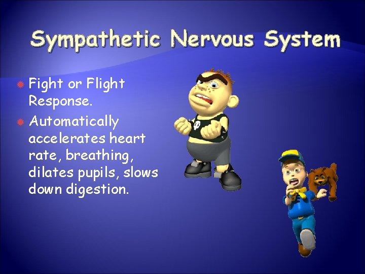 Sympathetic Nervous System Fight or Flight Response. Automatically accelerates heart rate, breathing, dilates pupils,