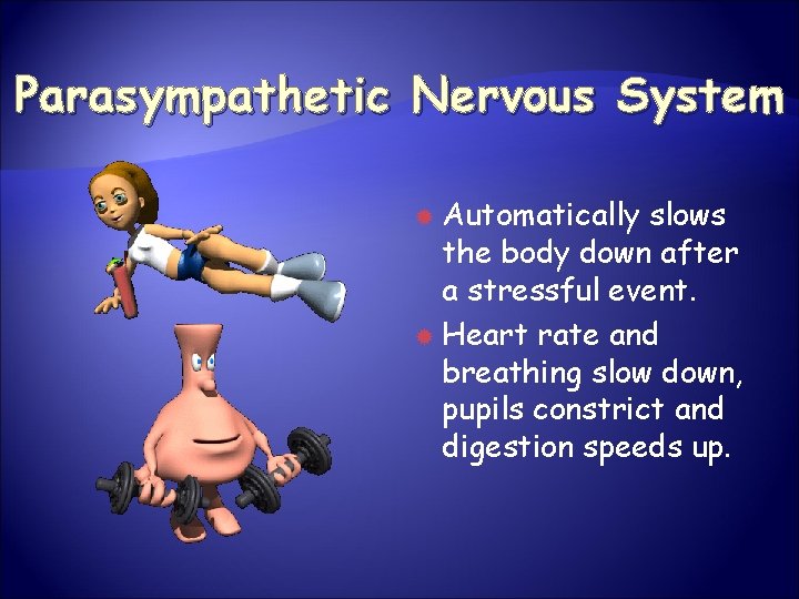 Parasympathetic Nervous System Automatically slows the body down after a stressful event. Heart rate