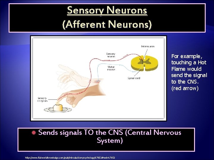 Sensory Neurons (Afferent Neurons) For example, touching a Hot Flame would send the signal