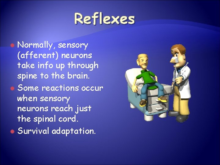 Reflexes Normally, sensory (afferent) neurons take info up through spine to the brain. Some