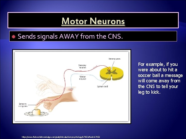Motor Neurons Sends signals AWAY from the CNS. For example, if you were about