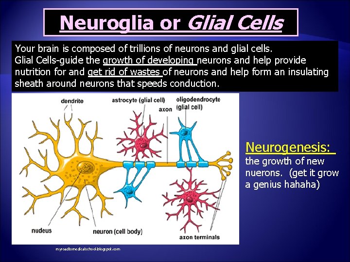 Neuroglia or Glial Cells Your brain is composed of trillions of neurons and glial