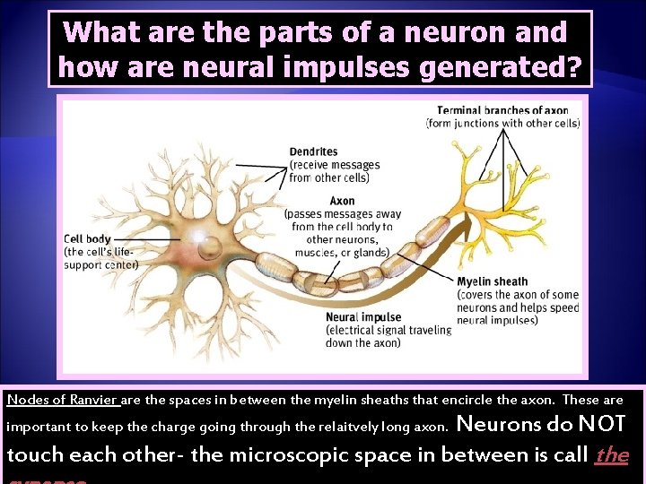 What are the parts of a neuron and how are neural impulses generated? Nodes