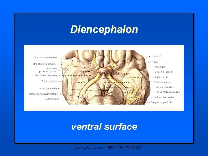 Diencephalon ventral surface ﻣﻬﺪی ﺟﻼﻟی ﻣﺠﺪ https: //m-j-m. blog. ir 